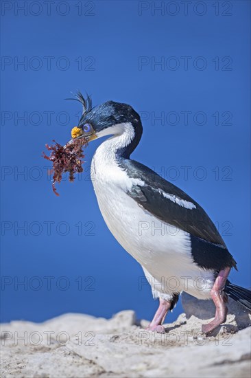 King cormorant (Phalacrocorax atriceps) with seaweed in beak