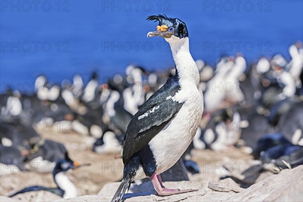 King cormorant