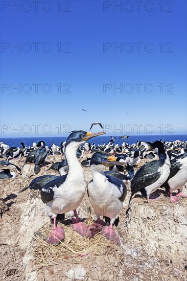 King cormorants (Phalacrocorax atriceps)