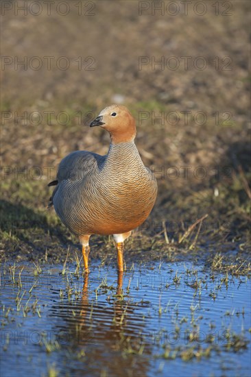 Adult ruddy-headed goose (Chloephaga rubidiceps)