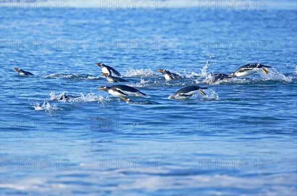 Gentoo Penguins (Pygoscelis papua papua)