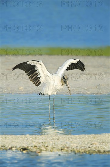 Wood Stork (Mycteria Americana) spreading wings