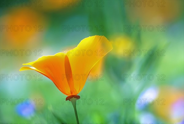 Close-up of a California poppy (Eschscholzia californica)