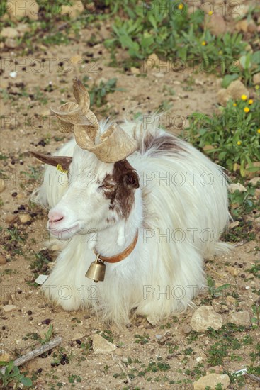 Girgentana goat (Capra aegagrus hircus)