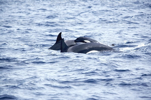 Killer Whales (Orcinus orca) with young animal swimming together
