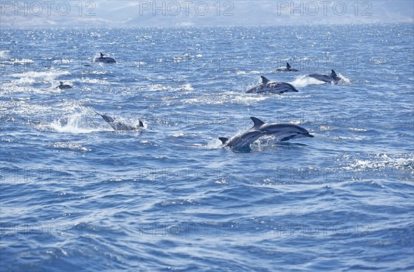 Striped dolphins (Stenella coeruleoalba) swimming together