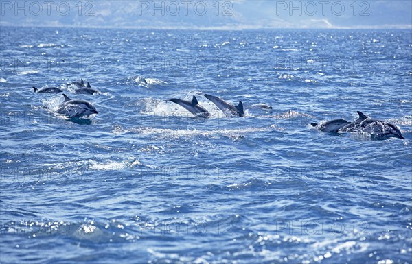 Striped dolphins (Stenella coeruleoalba) swimming together