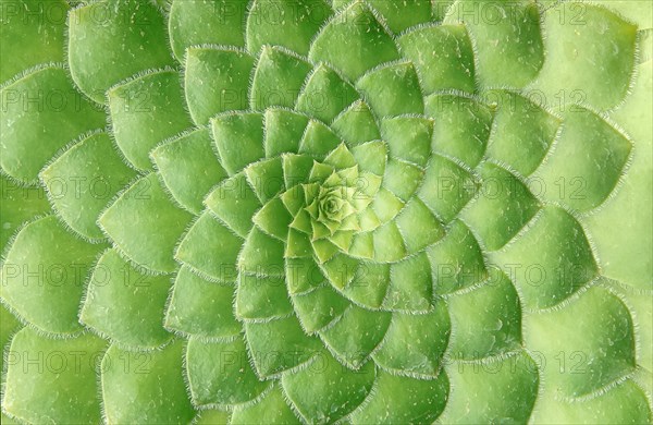 Spirally arranged green leafs (Aeonium Haworthii)