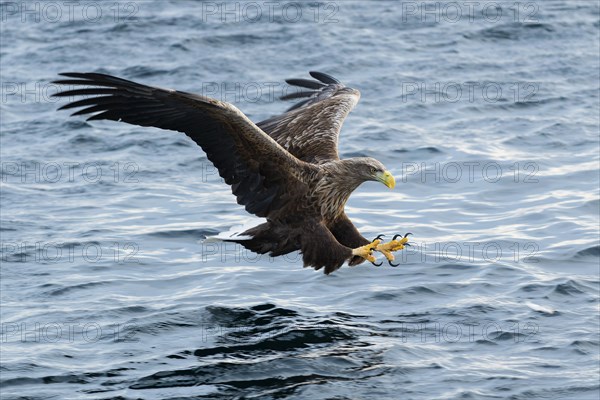 White-tailed eagle (Haliaeetus albicilla) hunting