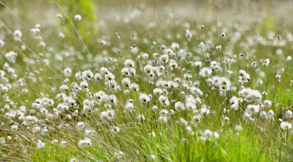 tussock cottongrass (Eriophorum vaginatum)