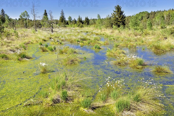 Tussock cottongrass (Eriophorum vaginatum)with dead pines and peat moss (Spagunm sp.)