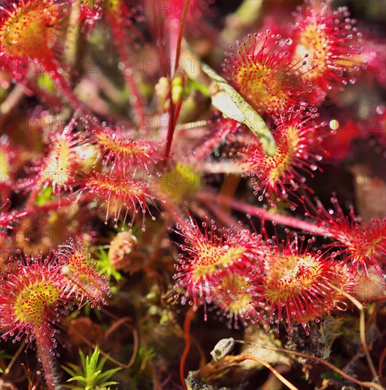 Oblong-leaved sundew (Drosera rotundifolia)