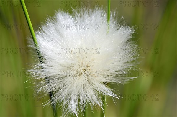 Flowering hare's-tail cottongrass (Eriophorum vaginatum) Detail view in moorland