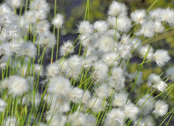 Flowering hare's-tail cottongrass (Eriophorum vaginatum) in moorland