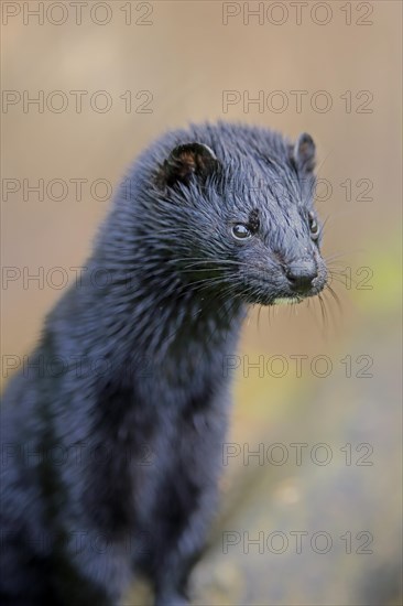 American Mink (Mustela vison)