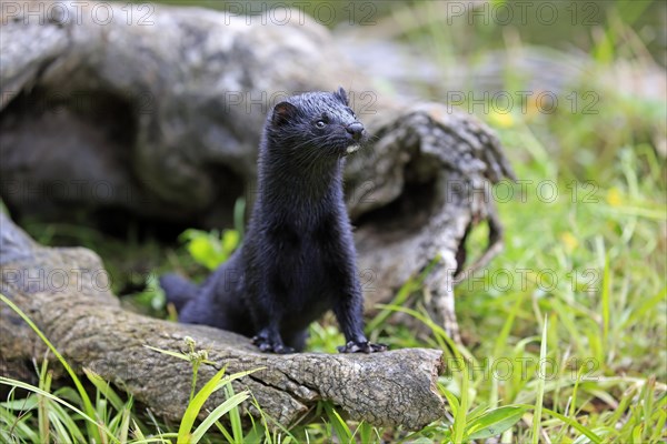 American Mink (Mustela vison)