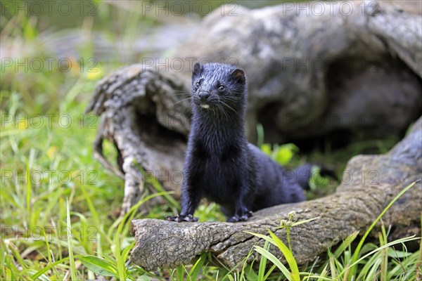 American Mink (Mustela vison)