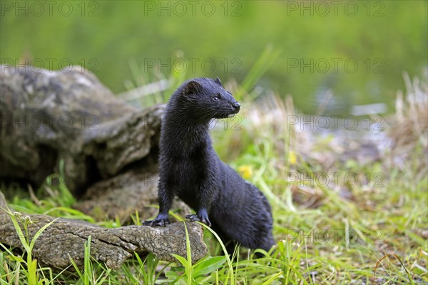 American Mink (Mustela vison)