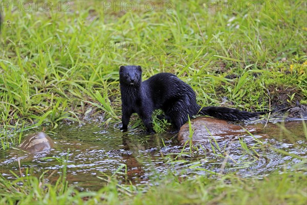 American Mink (Mustela vison)