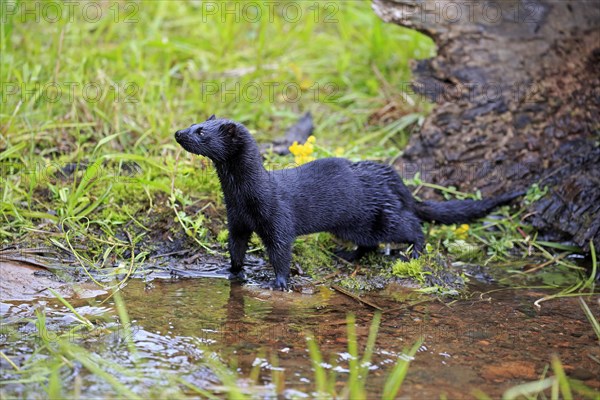 American Mink (Mustela vison)