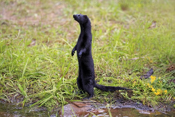 American Mink (Mustela vison)