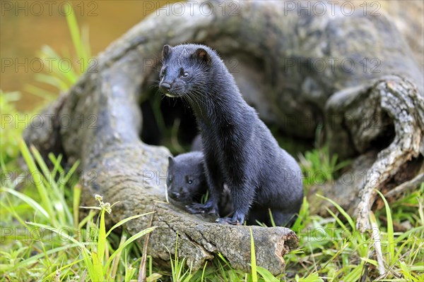 American Mink (Mustela vison)