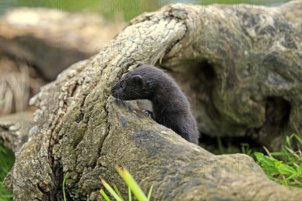 American Mink (Mustela vison)