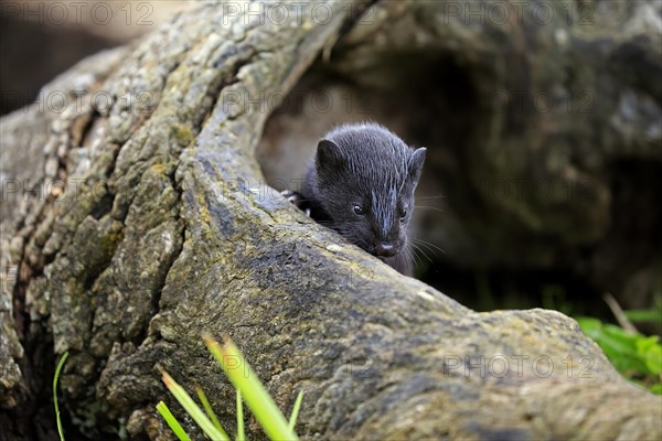 American Mink (Mustela vison)