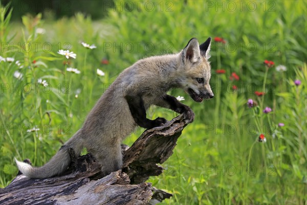 Eastern American Red Fox (Vulpes vulpes fulvus)