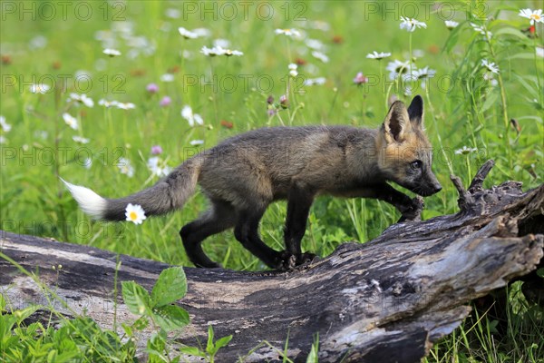 Eastern American Red Fox (Vulpes vulpes fulvus)