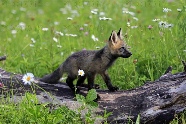 Eastern American Red Fox (Vulpes vulpes fulvus)