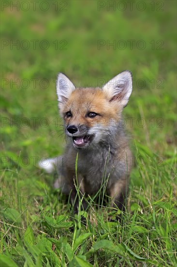 Eastern American Red Fox (Vulpes vulpes fulvus)