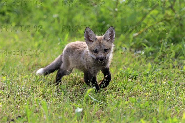 Eastern American Red Fox (Vulpes vulpes fulvus)