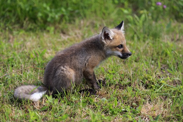 Eastern American Red Fox (Vulpes vulpes fulvus)