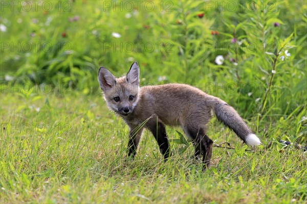 Eastern American Red Fox (Vulpes vulpes fulvus)