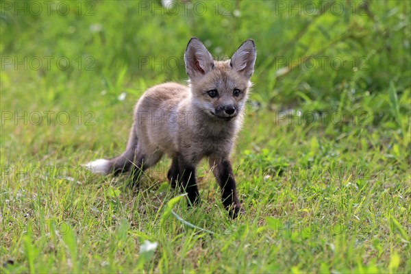 Eastern American Red Fox (Vulpes vulpes fulvus)