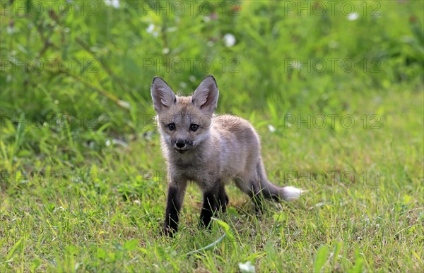 Eastern American Red Fox (Vulpes vulpes fulvus)