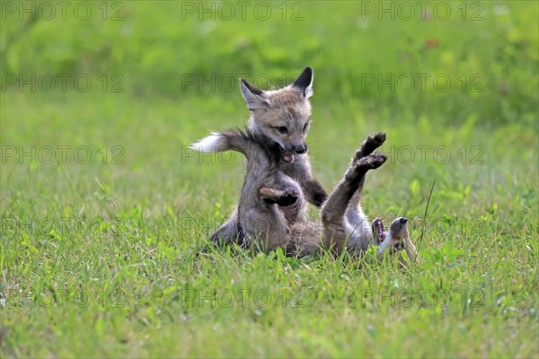 American red foxes (Vulpes vulpes fulvus)