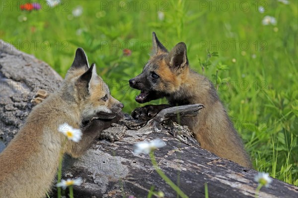 American red foxes (Vulpes vulpes fulvus)