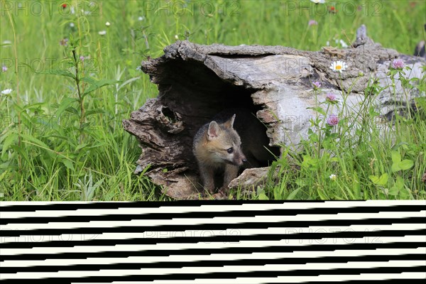 Gray fox (Urocyon cinereoargenteus)