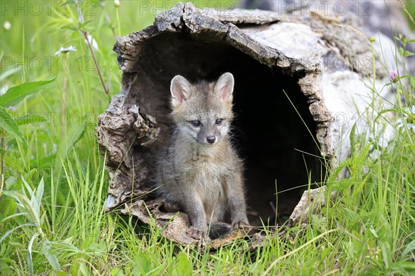 Gray fox (Urocyon cinereoargenteus)