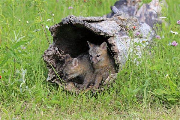 Gray foxes (Urocyon cinereoargenteus)