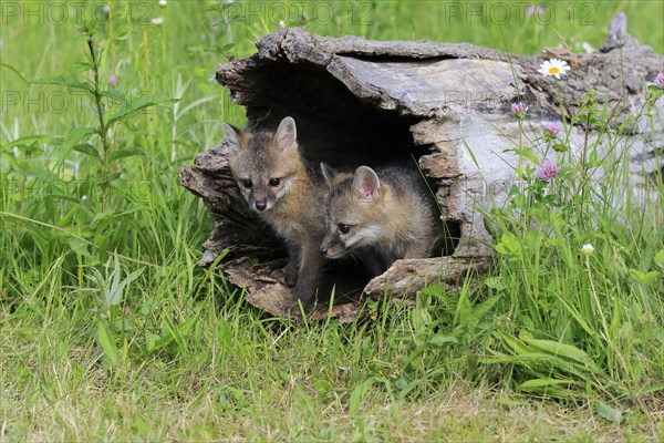 Gray foxes (Urocyon cinereoargenteus)