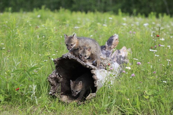 Gray foxes (Urocyon cinereoargenteus)