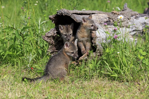 Gray foxes (Urocyon cinereoargenteus)