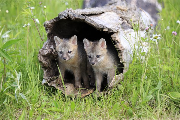 Gray foxes (Urocyon cinereoargenteus)