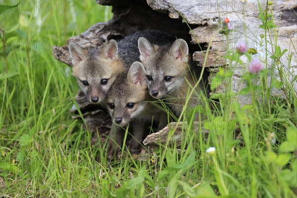 Gray foxes (Urocyon cinereoargenteus)