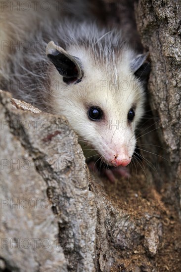 Virginia Opossum (Didelphis virginiana)