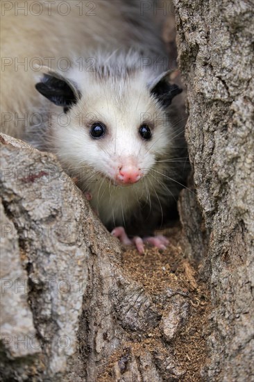 Virginia Opossum (Didelphis virginiana)