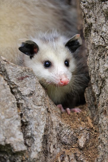 Virginia Opossum (Didelphis virginiana)